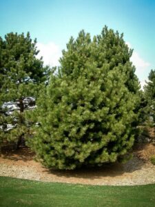 Сосна Чёрная (Pinus Nigra) купить по цене от 270.00р. в интернет-магазине «Посадика» с доставкой почтой в в Адыгейске и по всей России – [изображение №1].