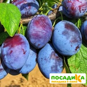 Слива Чачакская ранняя купить по цене от 229.00р. в интернет-магазине «Посадика» с доставкой почтой в в Адыгейске и по всей России – [изображение №1].