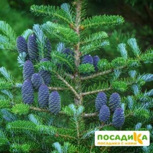 Пихта корейская (Abies koreana) купить по цене от 450.00р. в интернет-магазине «Посадика» с доставкой почтой в в Адыгейске и по всей России – [изображение №1].