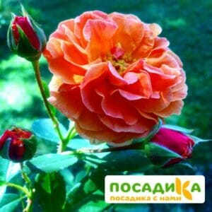 Роза Арабия купить по цене от 350.00р. в интернет-магазине «Посадика» с доставкой почтой в в Адыгейске и по всей России – [изображение №1].