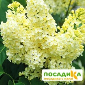 Сирень Примроуз (Primrose) купить по цене от 529.00р. в интернет-магазине «Посадика» с доставкой почтой в в Адыгейске и по всей России – [изображение №1].