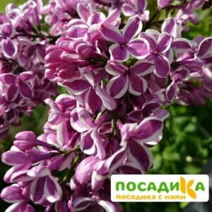 Сирень Сенсация купить по цене от 529.00р. в интернет-магазине «Посадика» с доставкой почтой в в Адыгейске и по всей России – [изображение №1].