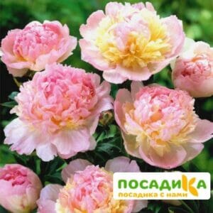 Пион Распберри Сандей (Paeonia Raspberry Sundae) купить по цене от 959р. в интернет-магазине «Посадика» с доставкой почтой в в Адыгейске и по всей России – [изображение №1].