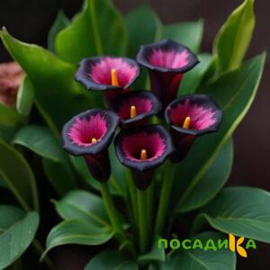 Калла Аура Лейс купить по цене от 400р. в интернет-магазине «Посадика» с доставкой почтой в в Адыгейске и по всей России – [изображение №1].