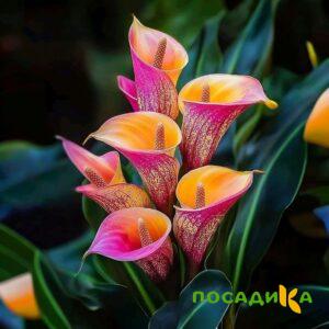 Калла Оникс купить по цене от 450р. в интернет-магазине «Посадика» с доставкой почтой в в Адыгейске и по всей России – [изображение №1].