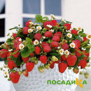 Клубника Рубиновый Шепот (горшечная) купить по цене от 240р. в интернет-магазине «Посадика» с доставкой почтой в в Адыгейске и по всей России – [изображение №1].