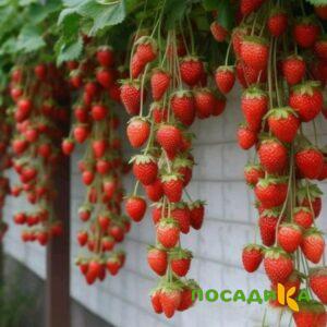 Клубника вьющаяся Комплимент купить по цене от 470р. в интернет-магазине «Посадика» с доставкой почтой в в Адыгейске и по всей России – [изображение №1].