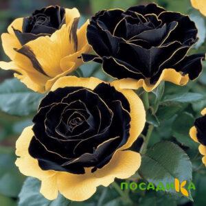 Роза Ханни Сикл купить по цене от 700р. в интернет-магазине «Посадика» с доставкой почтой в в Адыгейске и по всей России – [изображение №1].