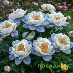 Пион акварельный Этюд купить по цене от 806р. в интернет-магазине «Посадика» с доставкой почтой в в Адыгейске и по всей России – [изображение №1].