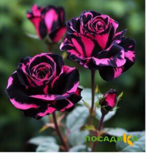 Роза Багровый Шепот купить по цене от 366р. в интернет-магазине «Посадика» с доставкой почтой в в Адыгейске и по всей России – [изображение №1].