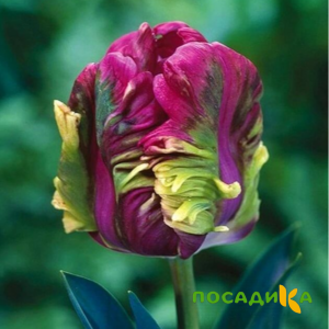 Тюльпан Экзотик Хэвен купить по цене от 186р. в интернет-магазине «Посадика» с доставкой почтой в в Адыгейске и по всей России – [изображение №1].