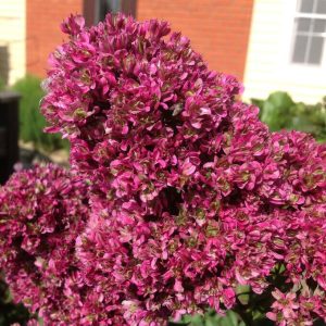 Флокс Филингс купить по цене от 329р. в интернет-магазине «Посадика» с доставкой почтой в в Адыгейске и по всей России – [изображение №1].