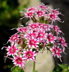 Флокс Метельчатый Путь купить по цене от 456р. в интернет-магазине «Посадика» с доставкой почтой в в Адыгейске и по всей России – [изображение №1].