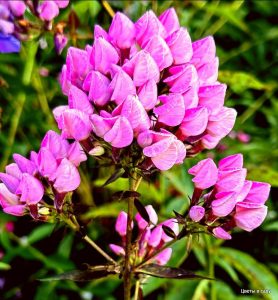 Флокс Бутоник купить по цене от 461р. в интернет-магазине «Посадика» с доставкой почтой в в Адыгейске и по всей России – [изображение №1].