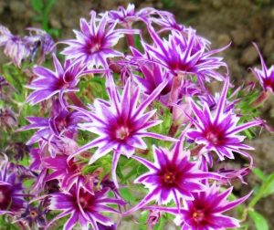 Флокс Звездное Кружево купить по цене от 361р. в интернет-магазине «Посадика» с доставкой почтой в в Адыгейске и по всей России – [изображение №1].