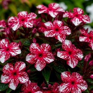 Флокс Ливер Гриммер купить по цене от 590р. в интернет-магазине «Посадика» с доставкой почтой в в Адыгейске и по всей России – [изображение №1].